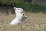 WESTIE 178